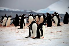 10B Passing By Gentoo Penguins Climbing To The Top Of Danco Island On Quark Expeditions Antarctica Cruise.jpg